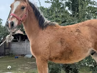 Cavallo, Cavalli — foto 6