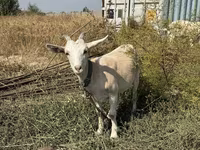 بز ماده, بز — عکس 3