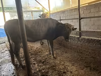 گاو ماده, Swiss cattle — عکس 6