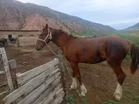 Cavallo, Horse breed — foto 3