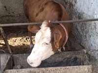 雄牛, Simmental cattle — 写真 3
