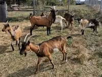 Kambing betina, Goats — foto 8