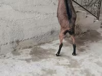 Buk, Alpine goat — foto 3