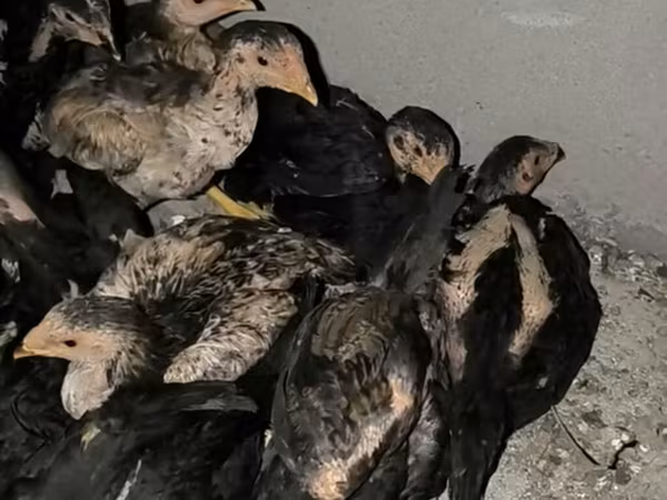 Chickens