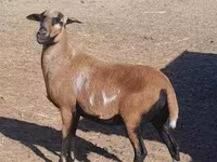 Ovce, Cameroon sheep — foto 2