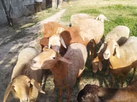 Domba betina, Sheep — foto 3