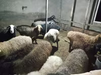 Pecora, Pecore — foto 4