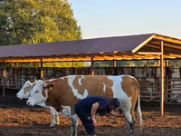 Bulle, Simmental cattle — Foto 8