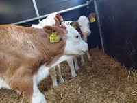 Bulle, Limousin-Kuh — Foto 1