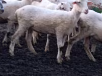 Schaf, Tsigai sheep — Foto 2