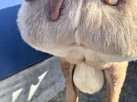 Beran, Arashan sheep — foto 2