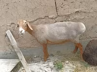 Får, Edilbay sheep — foto 2