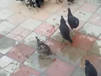 Chickens — fotografija 1