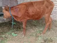 公牛, Cattle — 照片 3