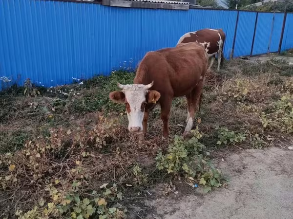 Ko, Kasakhisk hvidhovedet ko