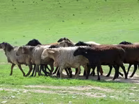 قوچ, گوسفند — عکس 1