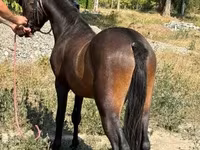 Kuda jantan, Horses — foto 7