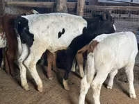 Vacă, Rasa Holstein — foto 2