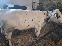 Крава, Russian Black pied cattle — снимка 1