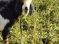 Kambing jantan, Alpine goat — foto 3