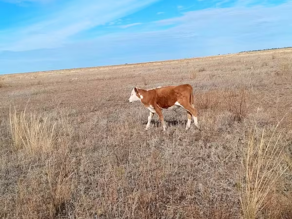 Үнээ, Swiss cattle
