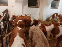 Lembu jantan, Simmental cattle — foto 4
