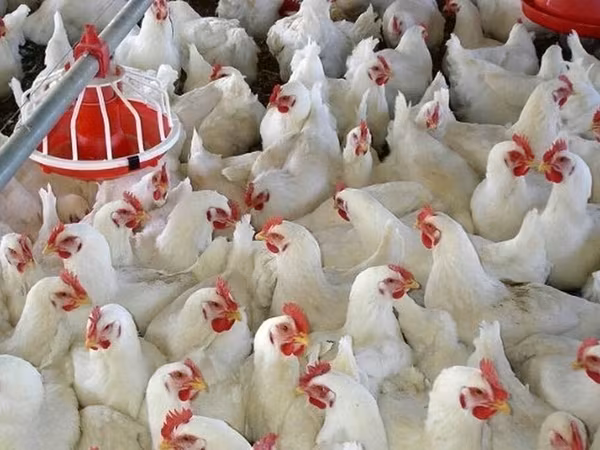 Chickens — Kyrgyzstan