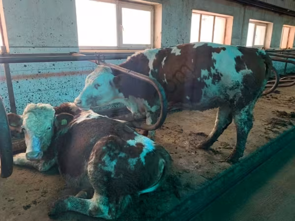 Lo’, Simmental cattle