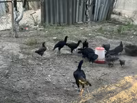Chickens — รูปภาพ 5
