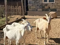 Koza, Saanen goat — fotografija 2