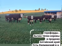 Bydło (partia, płeć nieokreślona), Aberdeńsko-anguska — zdjęcie 4