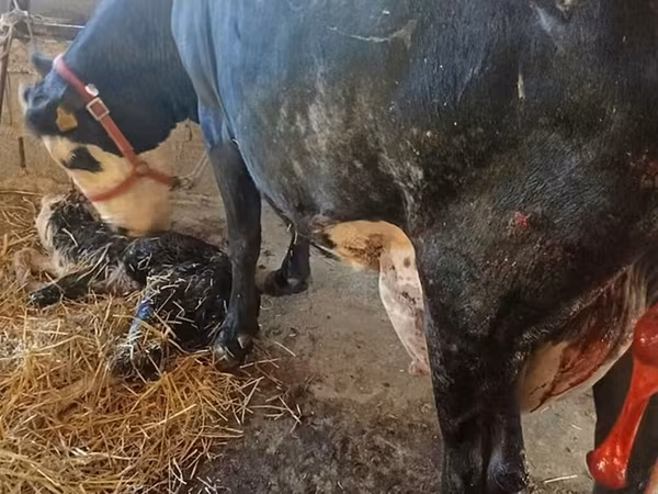 Sigir, Gollandiyalik zot — Qirgʻiziston