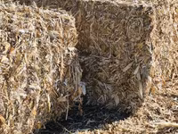 Солома, чиклеж — புகைப்படம் 2