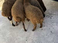 قوچ, گوسفند — عکس 1