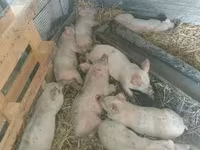 Sow, Pigs — photo 2
