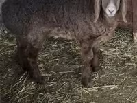 Berbec, Arashan sheep — foto 4