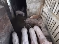หมูป่าตัวผู้, หมู — รูปภาพ 3