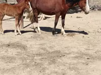 Égua, Kazakh horse — foto 3
