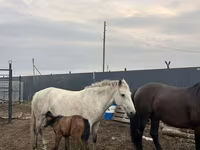 Klisna, Kazakh horse — foto 2