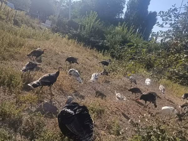 Turkeys