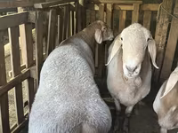 Montone, Arashan sheep — foto 4