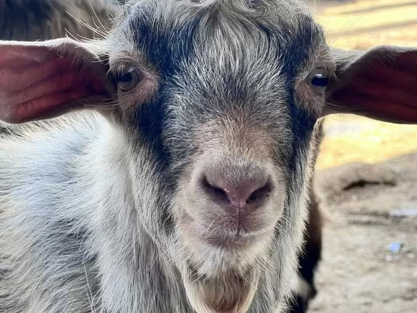 Ziege, Saanen goat