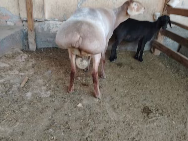 Carnero, Arashan sheep