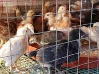 Chickens — լուսանկար 1