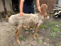 قوچ, Rhon sheep — عکس 6