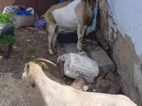 بز ماده, Alpine goat — عکس 3