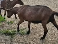 Capră, Alpine goat — foto 4