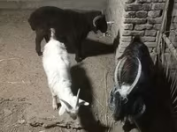 Kambing betina, Goats — foto 1