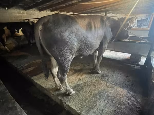 காளை, மாடுகள்
