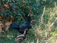Chickens — عکس 6